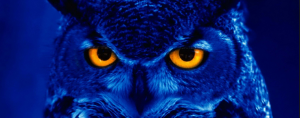 An owl - get 6 month smiles in north london from Blue Light Dental Clinic