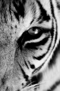A tigers eye - visit blue light dental clinic for 6 month smiles in north london